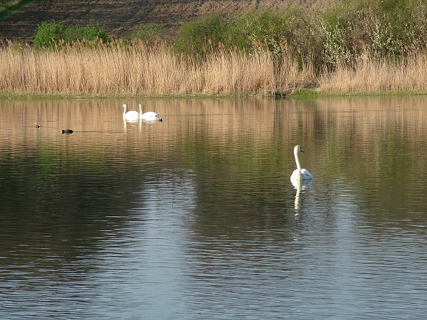 Labutě - sobota 11.4.2009