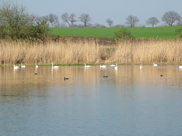 Labutě - sobota 11.4.2009