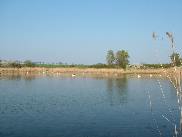 Labutě - sobota 11.4.2009