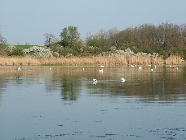 Labutě - sobota 11.4.2009