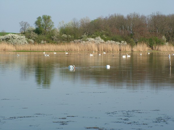 Labutě - sobota 11.4.2009